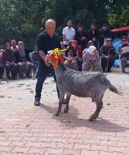 Mut'ta 'keçi güzellik yarışması' düzenlendi