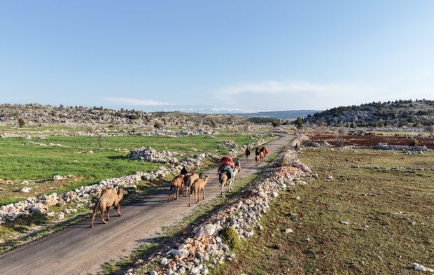 Toroslar'da Yörük göçü başladı: Sarıkeçililer yayla yolunda