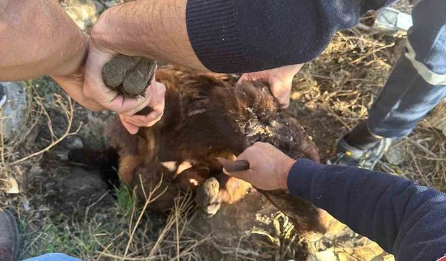 Iğdır’da kuyuya düşen koyun kurtarıldı