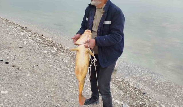 21 kiloluk sazan yakaladı, mutluluğu tebessüm ettirdi