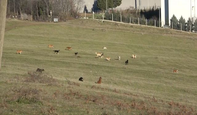 Samsun’un kırsal mahallelerinde başıboş köpek istilası: Mahalleli korku içinde