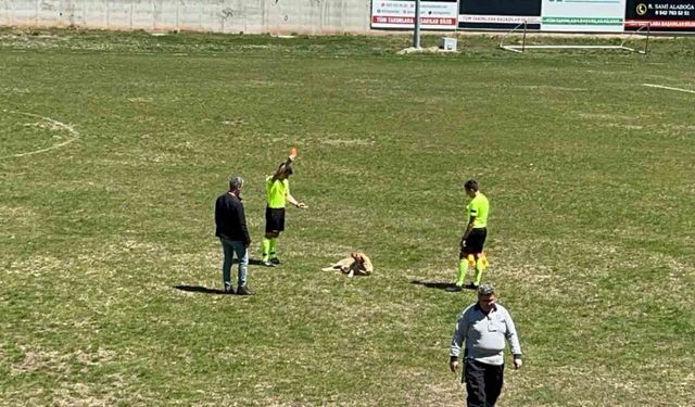 Amatör müsabakada sahaya giren köpeğe kırmızı kart