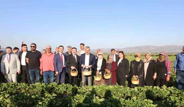 Depremzede çiftçiyi kalkındıracak projede çilek hasadına başlandı