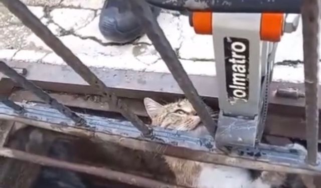 Mazgala sıkışan kediyi itfaiye kurtardı