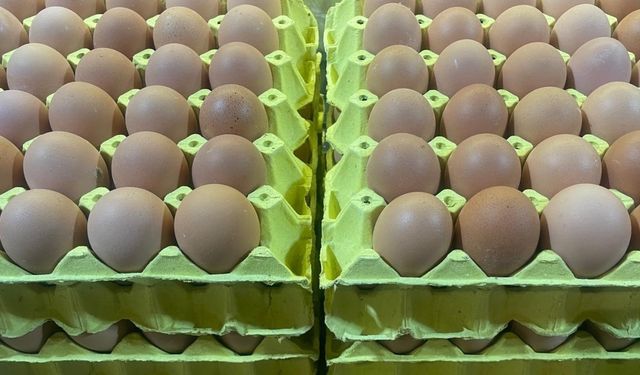 Üniversiteli tavukların yumurtaları daha hesaplı
