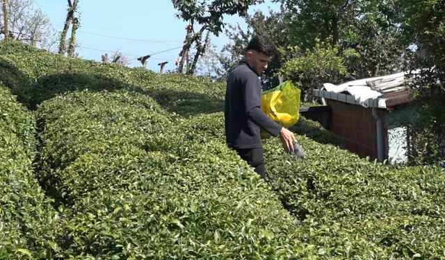 Yaş çay üreticileri son hazırlıklarını tamamlıyor
