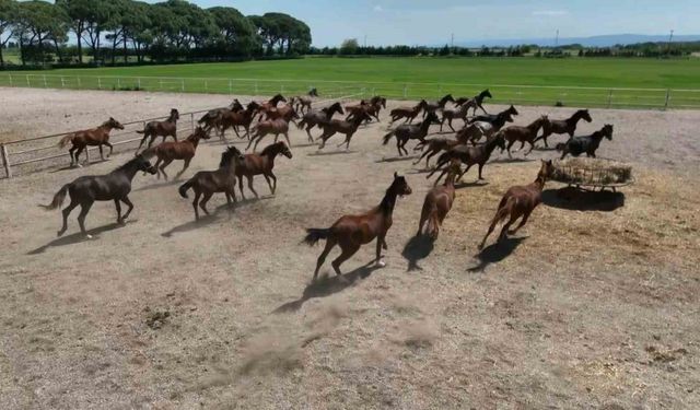 700 yıllık işletmenin milyonluk atları havadan görüntülendi