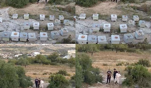 Arılara taşlı saldırı: Güvenlik kamerası o anları kaydetti