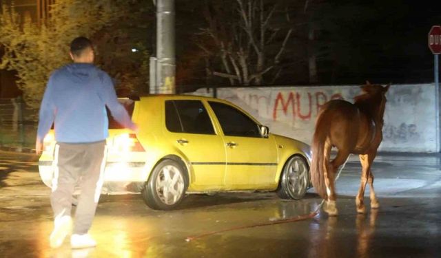 Belediyeden başıboş at ihbarı yapan vatandaşa "Atı bağlayın, biz sabah ekip göndeririz" cevabı