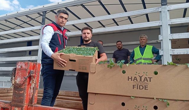 ‘Domates Yetiştiriciliğinin Geliştirilmesi’ projesi sürüyor