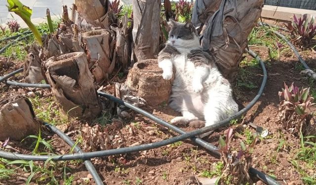 İşçiler çalıştı, o keyfini bozmadı