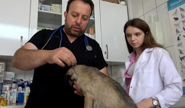 Kenelerin evcil hayvanlarla yayılmasına karşı uyarı
