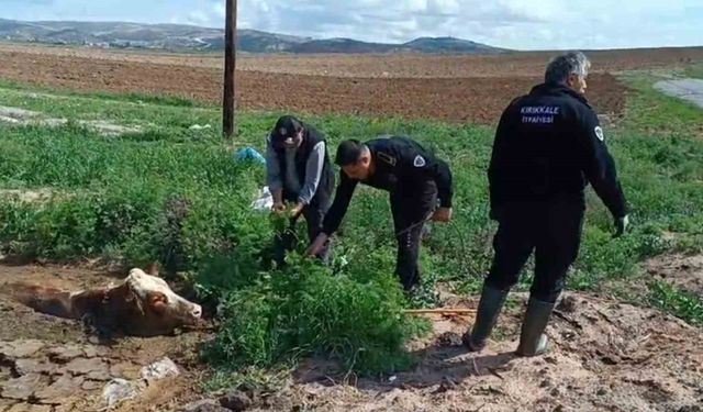Kırıkkale’de bataklığa saplanan ineği itfaiye kurtardı