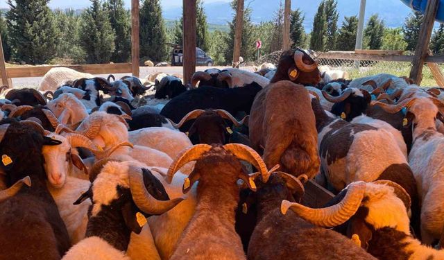 Kocaeli’de kurbanlıklar görücüye çıkmaya başladı