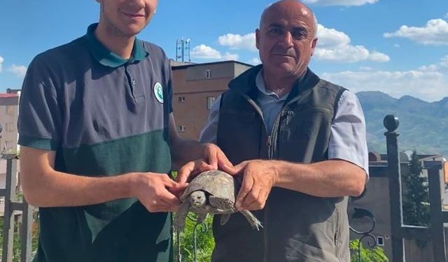 Şırnak’ta yaralı yaban hayvanları koruma altına alındı