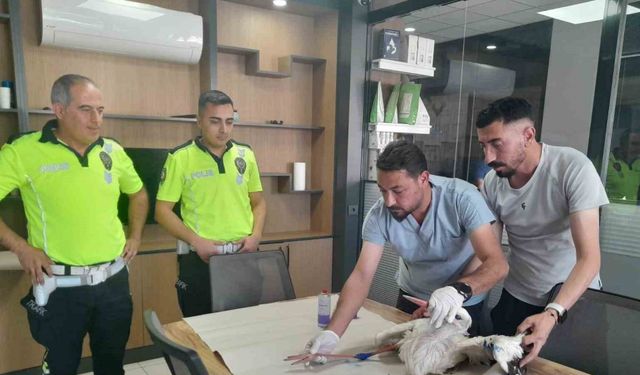 Yaralı leyleğe polisten şefkat eli