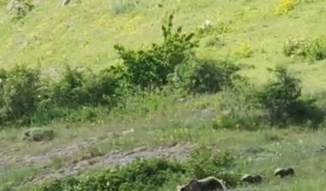 Anne boz ayı ve 2 yavrusu, yiyecek ararken görüntülendi