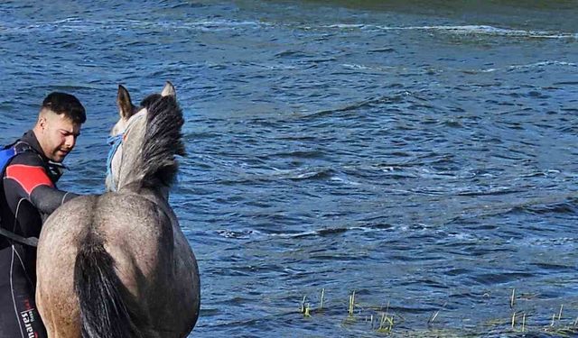 Ardahan’da mahsur kalan atı kurtarma operasyonu