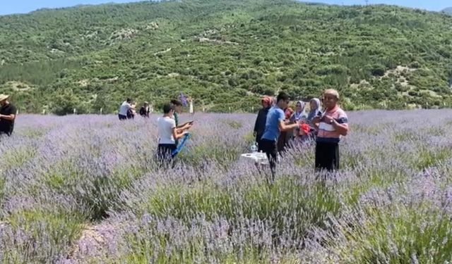 Bakımı yapılan lavanta bahçesi kadın elinde yeniden hayat buldu
