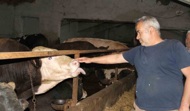 Başkentliler kurbanlık alımında fiyatların daha düşük olduğu Çankırı’yı tercih ediyor