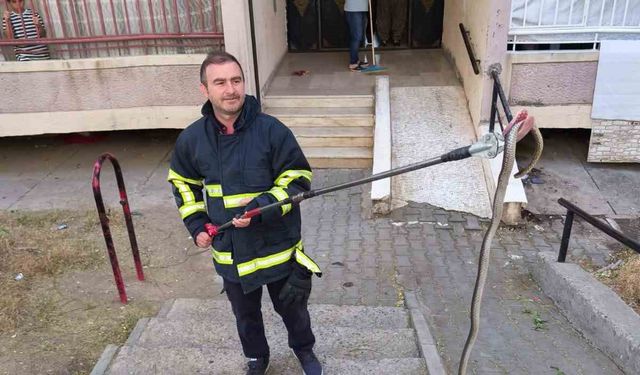 Batman’da bina girişinde bulunan yılan doğal yaşam alanına bırakıldı