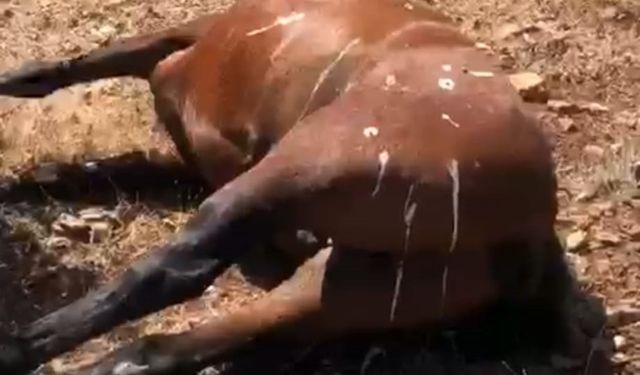 Batman’da öldürülen 7 yılkı atı için 3 şüphelinin ifadesi alındı