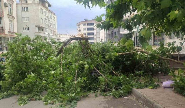 Batman’da şiddetli rüzgarın devirdiği ağaç park halindeki aracın üzerine düştü