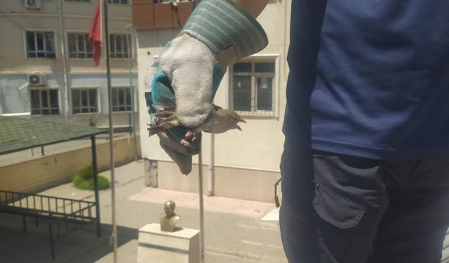 Batman’da tellere takılan kuşu itfaiye ekipleri kurtardı