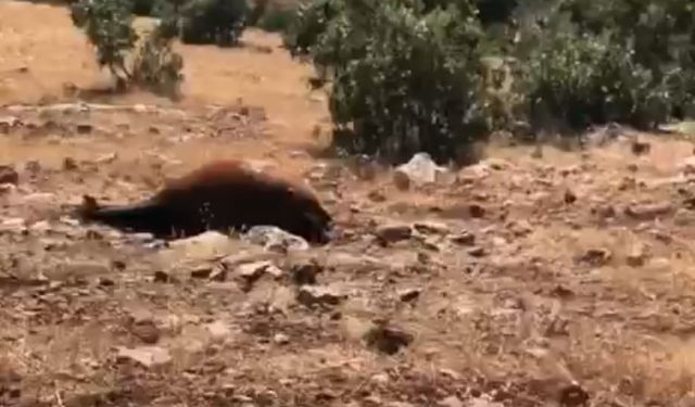 Batman’da Yabani Yılkı Atı Ölümleri 7’ye Yükseldi