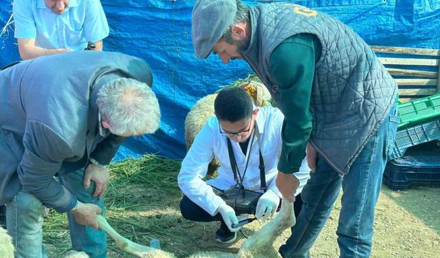 Bilecik’te kurban satış pazarında hayvanlara gebelik testi yapılıyor