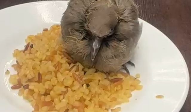 Bitkin düşen kuşu esnaf yemek ve suyla besledi