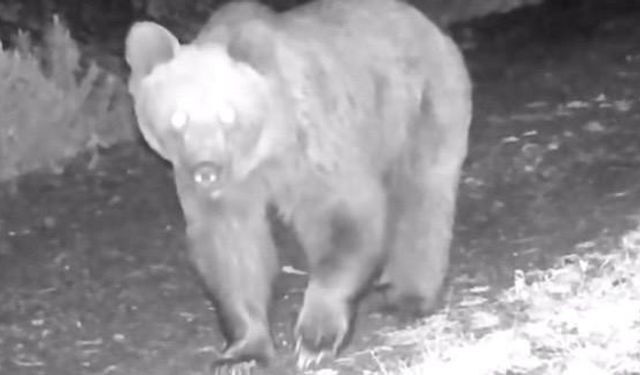 Çankırı’da ayı, yaralı kurt ve domuz sürüsü fotokapanda