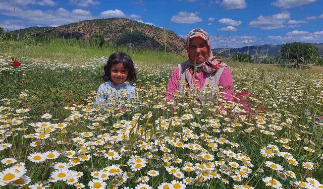 Demircili kadınların topladığı papatyalar kurutularak satılıyor