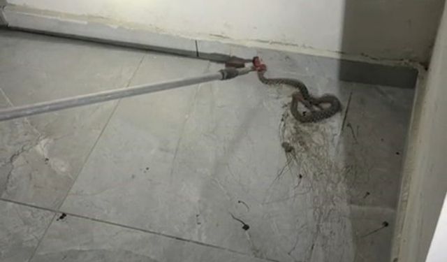Elazığ’da apartmanda görülen yılan paniğe neden oldu