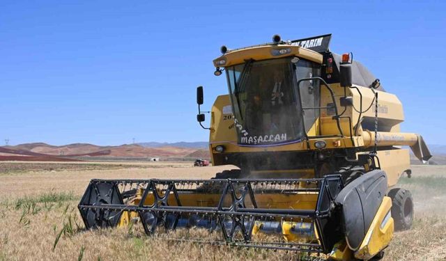 Güneşin altında hasat: Buğday tarlalarında zorlu mesai başladı