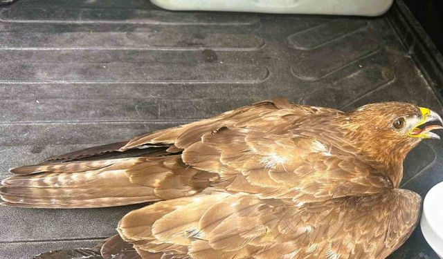 Güvenlik görevlisinden yaralı kartala şefkat eli