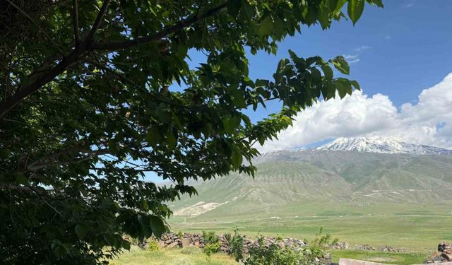 Iğdır’da çorak arazi ağaçlarla yeşeriyor
