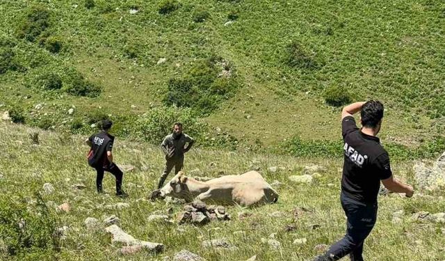 Kayalıklarda mahsur kalan ineği AFAD kurtardı