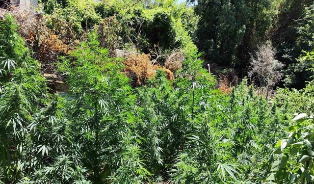 Kenevir bahçesine çevirilen eve jandarmadan operasyon: 1 gözaltı