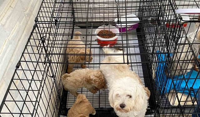 Kırklareli’nde kaçak hayvan üretilen adrese baskın