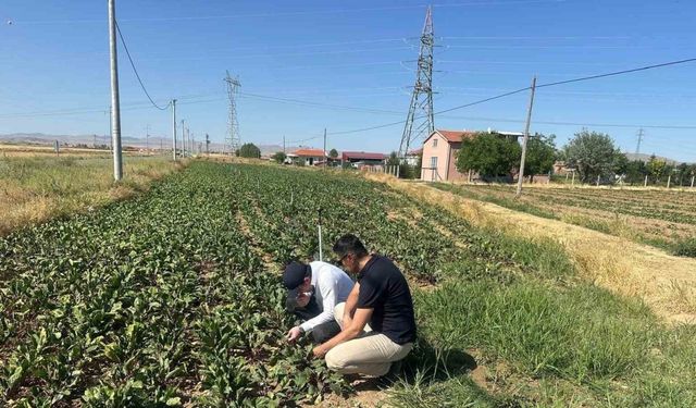 Kornişon salatalık ve kırmızı pancarda hastalık ve zararlıların takibi sürüyor