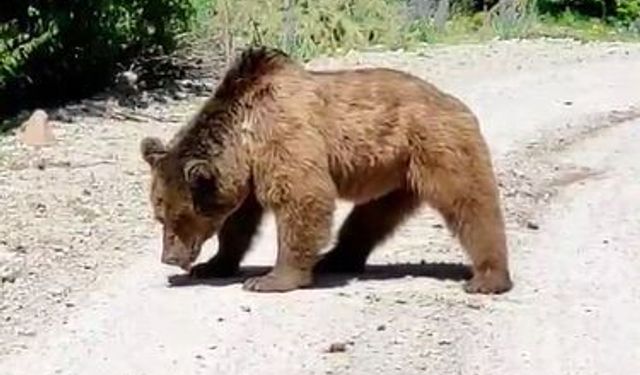 Köy yoluna inen boz ayı görüntülendi