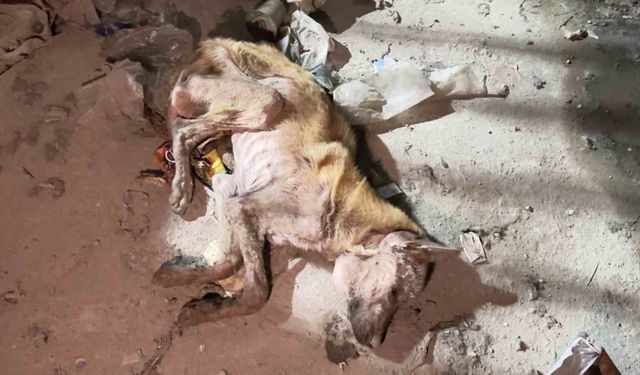 Mardin’de telef olmak üzere bulunan köpek tedavi altına alındı