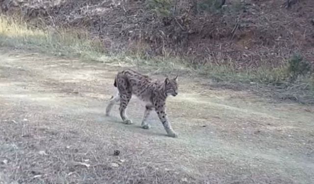 "Ormanın hayaleti" vaşak doğal ortamında kamerada