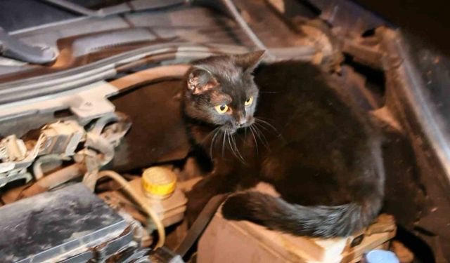 Polis aracın kaputunu açtı, motordan çıkan şaşırttı