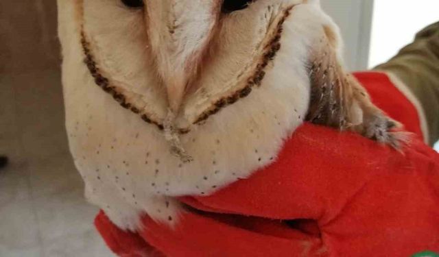 Şanlıurfa’da bitkin halde bulunan peçeli baykuş tedavisinin ardından doğaya salındı