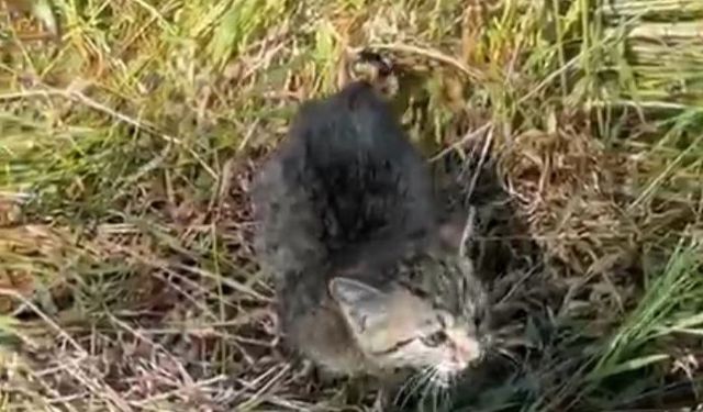 Su kanalda mahsur kalan yavru kedinin yardımına polis yetişti