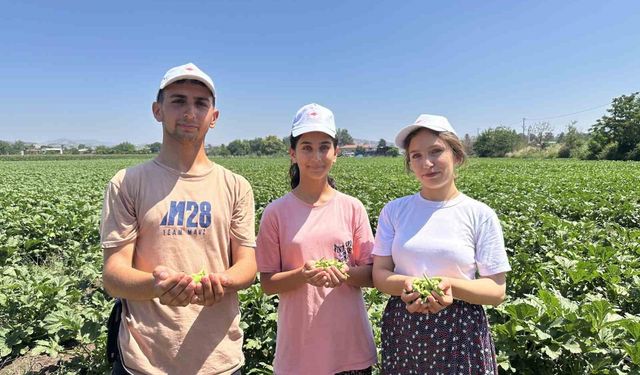 Türkiye’nin bamya üretim merkezinde hasat başladı