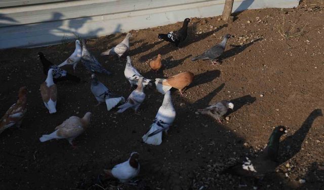 4 ayaklı olarak yumurtadan çıkan güvercin yavrusu 2 gün yaşayabildi