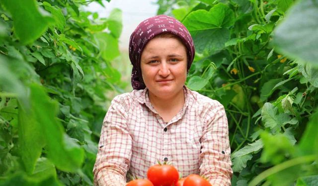 Adının hakkını veren mahalle: Her mevsim domates üretimi bölgeye katkı sağlıyor